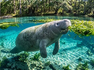 manatee, spring water, crystal clear, river, florida, algae, floating, natural spring, peaceful, green algae, river grass, marine animal, snout, slow, gentle giant, marine mammal, water environment