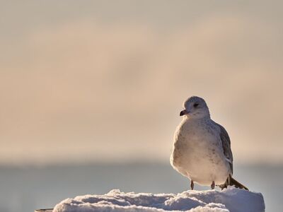 seagull, winter, snow, nature, animal, winter scene, solitude, white feathers, cold, blue sky, view, cloud, natural environment, bird, lonely, landscape, silence, tide, natural beauty, peaceful atmosphere