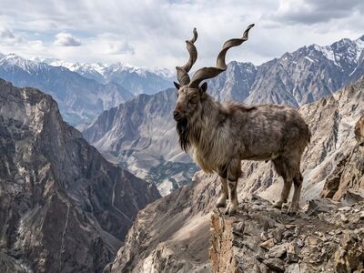 markhor, goat, horns, spiral, mountain, cliff, rocks, beard, pakistan, majestic, extreme, height, nature reserve, wild, snow, panorama, exotic, world heritage, nature, sky