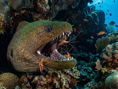 moray, reef, jaws, cleaner shrimp, symbiosis, cave, ocean, underwater, parasite, marine life, teeth, predator, coral reef, nature, deep sea, sea eel, marine biology, ecosystem, fish, sea life, underwater predator, ecological balance
