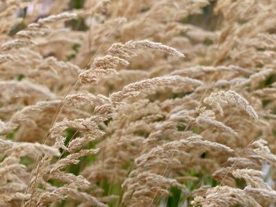 sweet grasses, dry grasses, faded blossoms, feather grass, autumn scene, natural texture, swaying, landscape photography composition, natural calmness, maturity, rural atmosphere, ochre color, natural beauty, background of tranquility, quiet environment, decay, slender spikes, contrast tones, connection to nature, timelessness