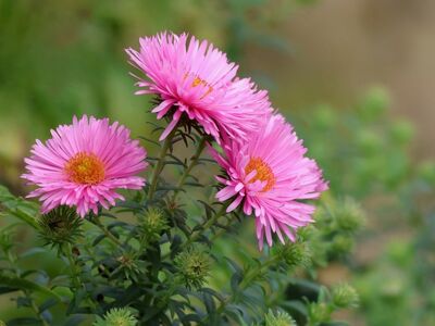 asters, pink flowers, cool backgrounds, flowers, hd wallpaper, free background, nature, garden, beautiful flowers, floral background, gardening, background, petal, 4k wallpaper 1920x1080, wallpaper hd, full hd wallpaper, wallpaper 4k, pink color, beautiful wallpaper, flower garden, windows wallpaper, spring flowers, flower background, green leaves, flower wallpaper, flowering plants, decorative flowers, laptop wallpaper, mac wallpaper, desktop backgrounds, flower arrangement, 4k wallpaper, flower still life, picnic garden, free wallpaper, outdoor flowers, romantic flowers, flower photography