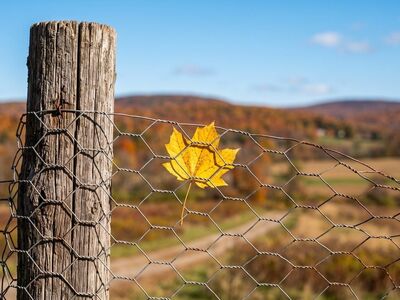 autumn, leaves, nature, fall, fence, trees, landscape, park, outdoor, fence post, yellow leaf, countryside, area, blue sky, wire fence, autumn leaf, chicken wire, edge, beautiful view, autumn season, roadside fence