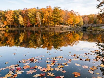 autumn, leaves, lake, reflection, nature, trees, autumn leaves, colorful leaves, outdoor, landscape, park, autumn landscape, loop, environment, tranquility, silence, trunks, bench, recreation