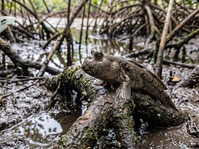 mudskipper, fish, swamp, mud, fins, mangrove, tide, water, root, predator, eyes, blink, amphibious, coastal, ecosystem, nature, lifestyle, species diversity, natural habitat