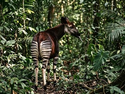 okapi, forest giraffe, rainforest, rare, stripes, leaves, congo forest, zebra, jungle, mysterious, pattern, long tongue, nature, wilderness, natural habitat, green, african, delicate, climate change