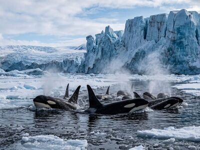 orca, glacier, black and white, dorsal fin, blowhole, swimming, cold water, arctic, antarctic, ice pack, pod, surface, majestic, icy water, nature spectacle, ice mountains, melting, bleaching, environment, nature