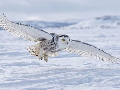 owl, snowy owl, flight, winter, snow, arctic, wings, eyes, silent, predator, feathers, hunter, wingspan, focus, talons, sky, nature photography, wildlife, landscape, nature