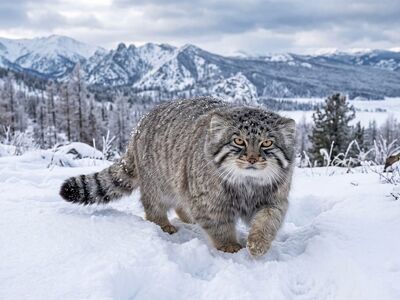 pallas cat, snow, mountain, wild cat, winter landscape, altai, paws, animal portrait, wild, blurred background, sky, rugged, beautiful undisturbed, fluffy, vast landscape, nature, gray color, fur animal