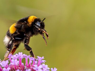 bumblebee, verbena, 4k wallpaper 1920x1080, flower background, mac wallpaper, macro, details, beautiful flowers, nature wallpaper, windows wallpaper, hd wallpaper, full hd wallpaper, wallpaper 4k, pollinator, wildlife, summer, desktop backgrounds, nature background, beautiful wallpaper, floral background, wallpaper hd, free background, green background, beautiful nature, garden, nature, flower wallpaper, background, copy space, wallpaper, cool backgrounds, bee, flower, purple, 4k wallpaper, bokeh, free wallpaper, furry, laptop wallpaper, purple flower