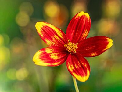 flower, free wallpaper, red, nature background, laptop wallpaper, windows wallpaper, hd wallpaper, 4k wallpaper, yellow, nature wallpaper, 4k wallpaper 1920x1080, beautiful wallpaper, beautiful nature, summer, garden, flower background, wallpaper hd, macro, desktop backgrounds, bokeh, disk, floral background, nature, cool backgrounds, flower wallpaper, background, colorful, wallpaper 4k, petal, free background, soft-focus, wallpaper, mac wallpaper, full hd wallpaper, blossom, vibrant, flora, beautiful flowers, bloom, asteraceae