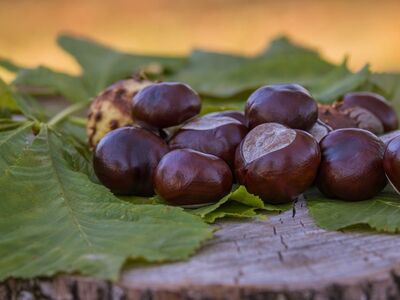 chestnut, leaf, nature, wood, autumn, outdoor, natural, tree stump, august, fresh, edible, autumnal, husk, fruit, ground, plain, agriculture, soil, natural world, block, season