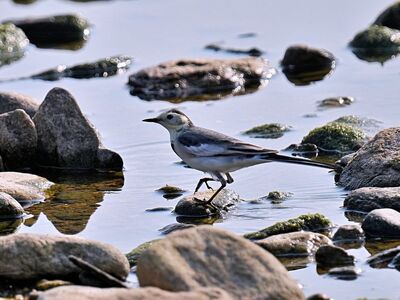 bird, water bird, nature, stone, river, wagtail, ornithology, feather, rock, water, sitting, wild, habitat, migration, moss, animal, predator, shore, terrestrial, conservation