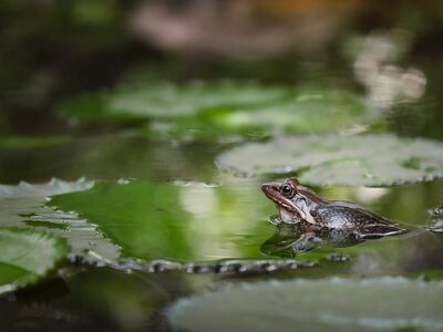 frog, full hd wallpaper, lily pad, tropical, water, beautiful wallpaper, 4k wallpaper 1920x1080, natural environment, wildlife, wallpaper 4k, hd wallpaper, 4k wallpaper, greenery, soft light, nature, mac wallpaper, windows wallpaper, cool backgrounds, free background, reflection, wallpaper hd, background, wilderness, fauna, laptop wallpaper, lake, green leaves, calm, macro, biotope, aquatic plants, free wallpaper, desktop backgrounds, biodiversity