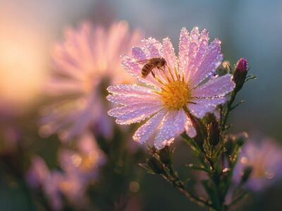 bee, flower background, flower, dew, morning, sunny, macro, nature, beauty, light, vibrant, sunset, delicate, countryside, flower wallpaper, wildflower, branch, insect, garden, joyful, beautiful flowers, relaxation, fresh