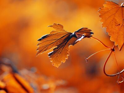 autumn leaf, nature, autumn, colorful autumn, 4k wallpaper 1920x1080, orange, mac wallpaper, 4k wallpaper, wallpaper hd, wallpaper 4k, leaves, beautiful wallpaper, beautiful nature, natural light, free wallpaper, golden hour, full hd wallpaper, leaf texture, macro, bokeh, laptop wallpaper, backlight, desktop backgrounds, hd wallpaper, seasonal, nature wallpaper, october, windows wallpaper, free background, background, desktop wallpaper, warm colors, nature photography, cool backgrounds, nature background, artwork, subject lighting