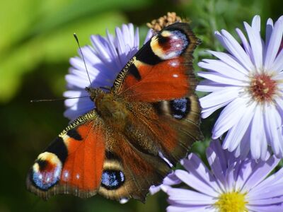 butterfly, peacock butterfly, flowers, asters, garden, autumn, nature, entomology, nectar, animal, colorful, macro, display, nature wallpaper, autumn flower, late summer, insect, zoology, insect identification, flowering garden