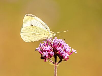 butterfly, white color, macro photography, wings, meadow, flying, nature, background, flower, purple color, verbena, sunny, fragile, summer, beauty, nature theme, chrysalis, garden, wildlife, optimal