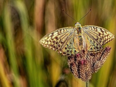 butterfly, insect, argynnis, fritillary, wings, antennae, macro, closeup, wildlife, bug, wild, meadow, grass, plant, flower, outdoor, sunny, bokeh, nature, background