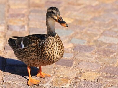 duck, cobblestone street, park, mallard, nature, waterfowl, feather, animal, ornithology, close-up, beak, image, stone, ground, wildlife, curious, plumage, sun, shadow, display, tracking
