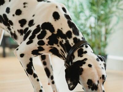 dalmatian, dog, feeding, food bowl, interior, floor, black and white, plants, animal, pets, dog supplies, pet feeding, nature, dog food, animal health, slim dog, calm dog, canine diet, green background, healthy eating, puppy, pet, pets indoors