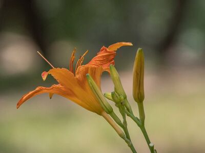 daylily, flower, summer, orange, garden, plant, nature, bloom, petals, yellow, beauty, countryside, fresh, peaceful, soft bokeh, single flower, creative photography, macro, close-up, delicacy