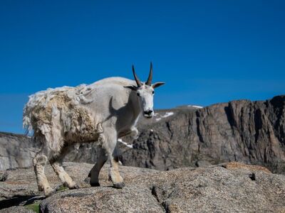 mountain goat, rock, blue sky, nature, mountain landscape, wildlife, savanna, ruminant, goat, animal, alpine meadow, airport, mountain range, pasture, nature reserve, sunny day, tourism, plant life, fresh air