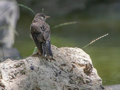 starling, nature, bird, wildlife, ornithology, avian, animal, species, beak, plumage, outdoor, feathers, summer, perched