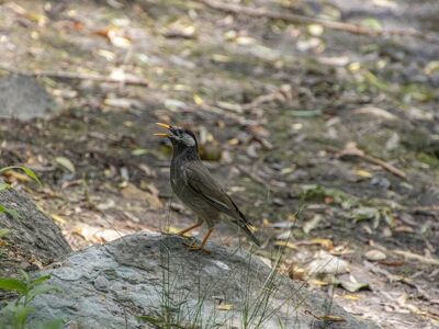 bird, nature, ashy starling, wildlife, ornithology, outdoor, plumage, beak, perched, summer, animal, species, bird call, fauna, insectivorous, tan, grass, rough, stone, natural habitat