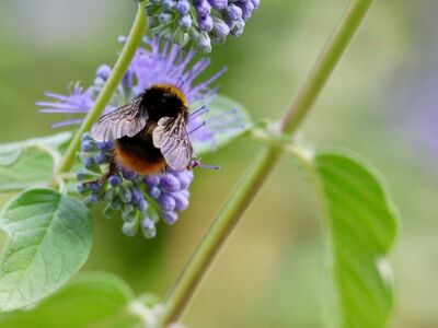 bumblebee, bee, phacelia, nature, flowering plant, pollinator, garden flower, ecology, green plant, pollination work, purple, delicacy, life cycle, connection, bumblebees, summer, wings, cut, inflorescence