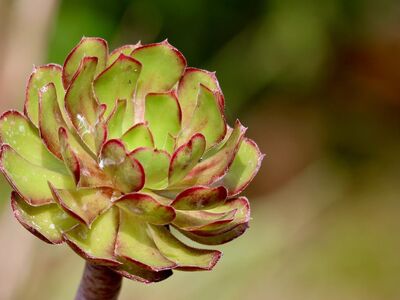 aeonium, succulent, thick leaf, nature, leaves, green color, macro, plant, detail, garden, natural, botany, pointed edges, cultivation, drought-tolerant, red edges, outdoor environment, photography, tenderness, green