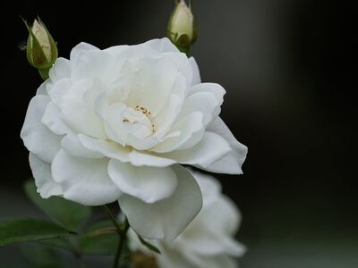white rose, flower, bud, nature, beautiful, flower wallpaper, macro, detailed, garden, fresh, blossom, petal, beautiful flowers, velvety, black background, purity, flower background, lighting, photography, symmetry, fragrance, delicate petals, calm