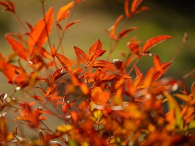 autumn, red leaves, natural scenery, autumn foliage, nature, closeup, deciduous trees, yellow, colorful foliage, outdoor, leafy tree, blurred, orange, autumn colors, seasonal, nature in autumn, shallow depth of field, decorative, bright red, autumn bouquet