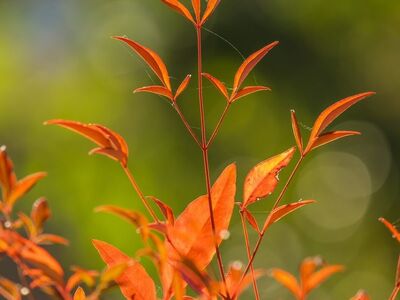 autumn, leaves, orange color, beautiful wallpaper, nature, macro, background, bokeh effect, outdoor, green background, twig, landscape, botany, yellow color, sunlight, brightness, beauty, fine, growth, delicacy, naturalness