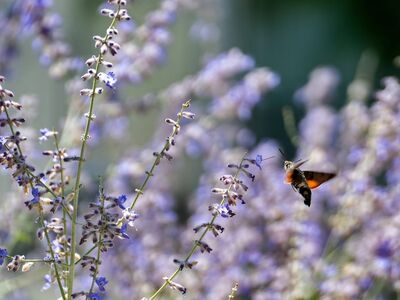 nature, flower, beautiful flowers, bumblebee, butterfly, purple flower, flying insect, garden, macro photography, blurred background, pollination, natural environment, flower background, hawkmoth, summer season, wings, flower wallpaper, lavender, close-up