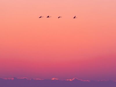 sunset, birds, sea, sun, evening, nature, western horizon, clouds, sky, soft colors, tranquility, rest, relaxation, calm scene, pastels, horizon, landscape, evening mood, meditation, natural beauty, edge, flight