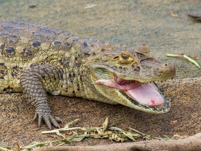crocodile, reptile, teeth, open mouth, wild, animal, skin, green, natural habitat, crawling, zoology, photography, on display, sharp teeth, threat, ecosystem, wild nature, predator, conservation, shore, nature