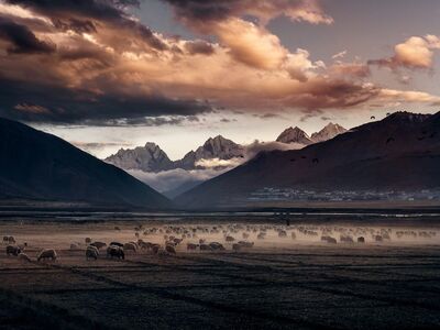 sunset, sheep, mountain, town, pasture, mist, mountains, morning, nature, pastoral, sky, village, flock, morning time, landscape, alps, western, foggy, silence