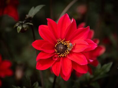 flower, red, bee, insect, pollination, nature, detail, close-up, garden, natural, macro, background, beauty, natural colors, summer, leaves, wings, blossom