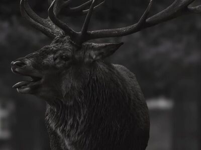 deer, antlers, nature, black and white, animal, mammal, monochrome, background, dark, wild, outdoors, forest, photography, calling, rut, beautiful wallpaper, wildlife, expression, portrait, dramatic, majestic