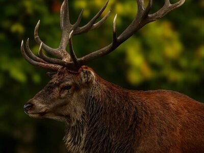 deer, antlers, nature, wildlife, mammal, profile, autumn, portrait, forest background, green bokeh, large antlers, outdoors, wild, animal portrait, side view, brown fur, antler points, majestic, wildlife photography