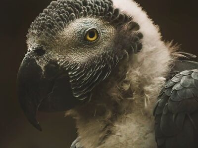 parrot, african grey parrot, grey feathers, white face, yellow eye, dark beak, close-up, portrait, profile, side view, wildlife, nature, animal, avian, pet bird, exotic animal, intelligent, beautiful, detailed plumage, sharp focus