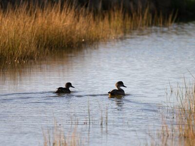 duck, avian, ornithology, wild, nature, wetland, river, lake, sunset, dusk, silhouette, australian wilderness, pair, reeds, grey teal, dabbling, wildlife, bird, bird watching, dabbling duck, anas gracilis