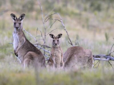 kangaroo, wild, nature, eastern grey kangaroo, fauna, marsupial, mammal, australian, australia, pouch, joey, grass, macropod, wilderness, movement, trio, herd, ground, browsing, kangaroo baby, macropus giganteus
