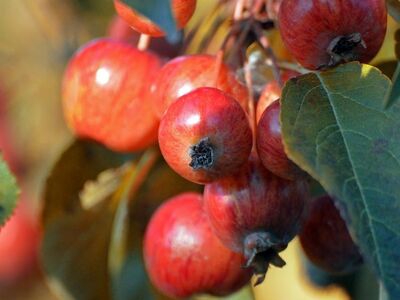 crabapple, red fruit, autumn, close-up, leaf, garden, nature, red, branches, ornamental tree, fresh, plant, abundance, delicious, texture, vitamins, botanical, variety, healthy, considered
