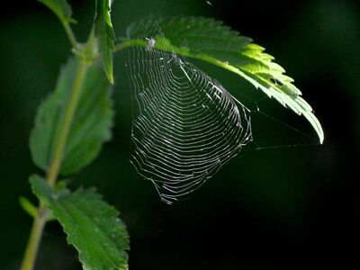 spiderweb, nettle, nature, leaves, macro, morning, bokeh, backlight, green, spider silk, dew, outdoor, nature wallpaper, detail, beautiful, outdoor photography, thin, calm, translucent, focus