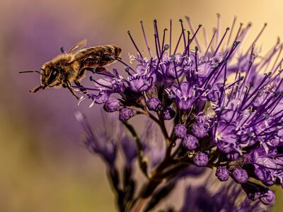 bee, honey bee, insect, pollinator, phacelia, purple flower, macro, close up, blossom, bloom, flora, garden, wildlife, nectar, foraging, details, bokeh, summer, nature, background