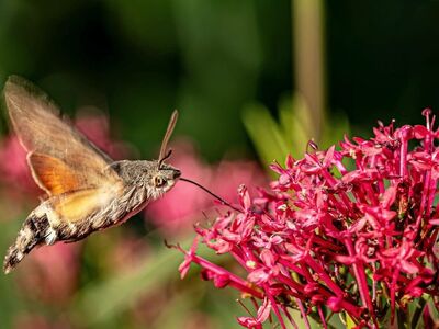 hummingbird hawk moth, moth, macro, close up, flying, hovering, feeding, nectar, proboscis, flower, pink flowers, valerian, garden, wildlife, fauna, wings, summer, action, nature, hd wallpaper, background, wallpaper