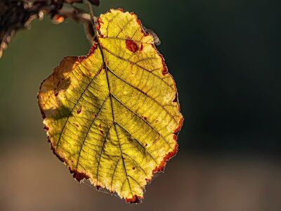 autumn, leaf, yellow, backlit, hd wallpaper, nature, texture, macro, detail, vein, forest, wallpaper, sunlight, branch, green, orange, brown, seasonal, glow, decay, fall colors