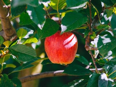 apple, fruit, tree, march, green, summer, sunny, outdoor, nature, fresh, leaves, branch, agriculture, sapling, nature-loving, fruitful, red, garden